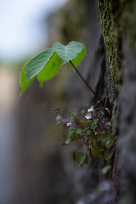 Meike AF 56mm 1.7 AIR Test 48