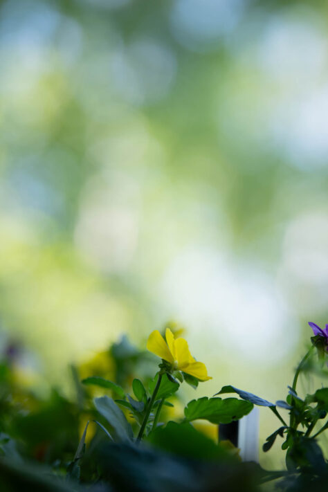 Meike AF 56mm 1.7 AIR Test 62