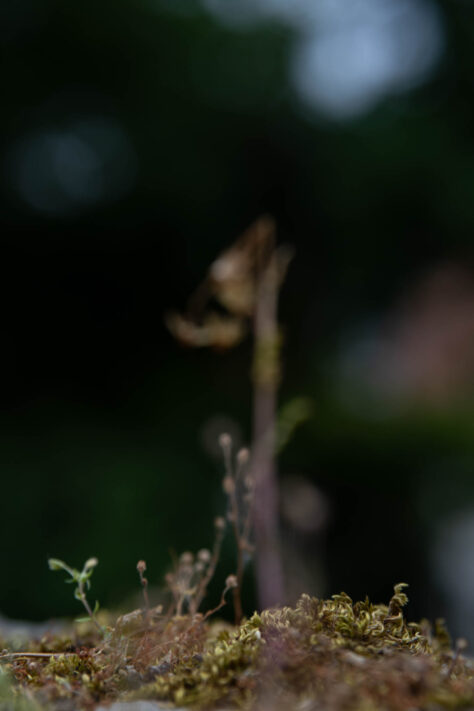 Meike AF 56mm 1.7 AIR Test 47