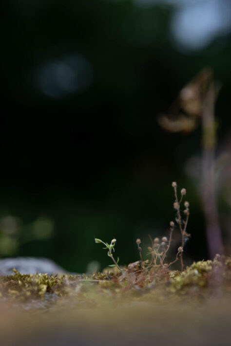 Meike AF 56mm 1.7 AIR Test 46