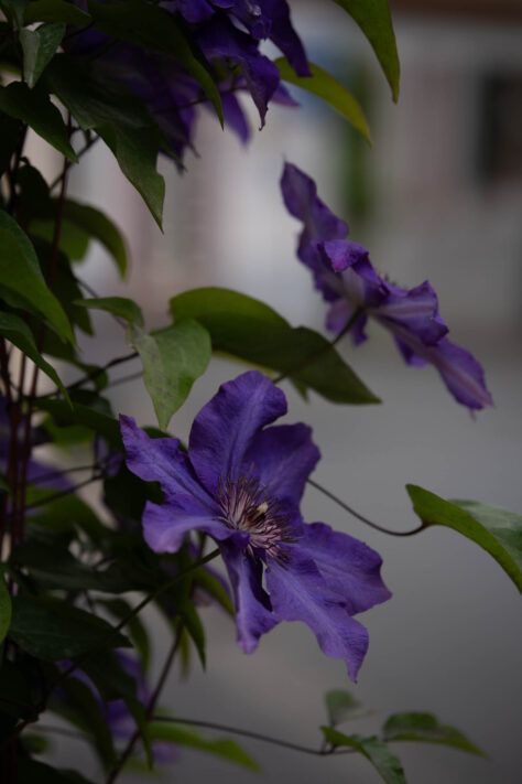Meike AF 56mm 1.7 AIR Test 42