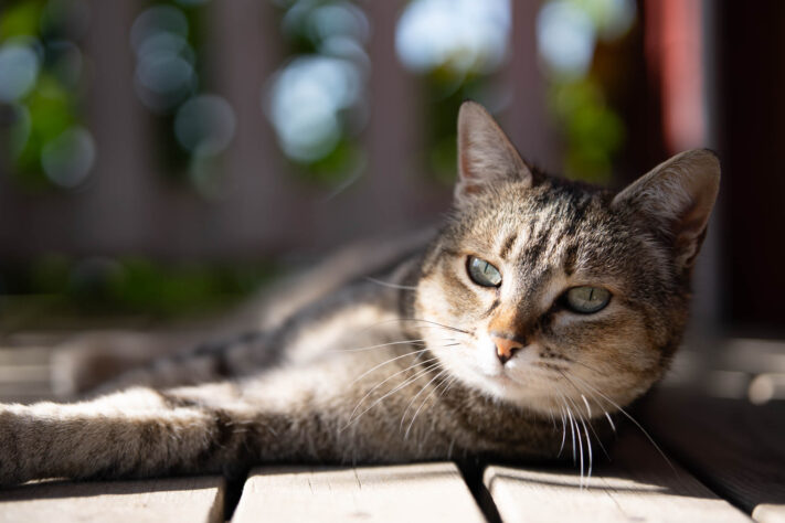 Meike AF 56mm 1.7 AIR Test 61