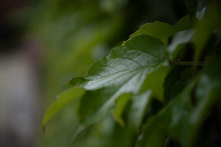 Meike AF 56mm 1.7 AIR Test 34