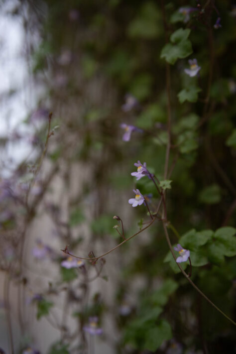 Meike AF 56mm 1.7 AIR Test 68