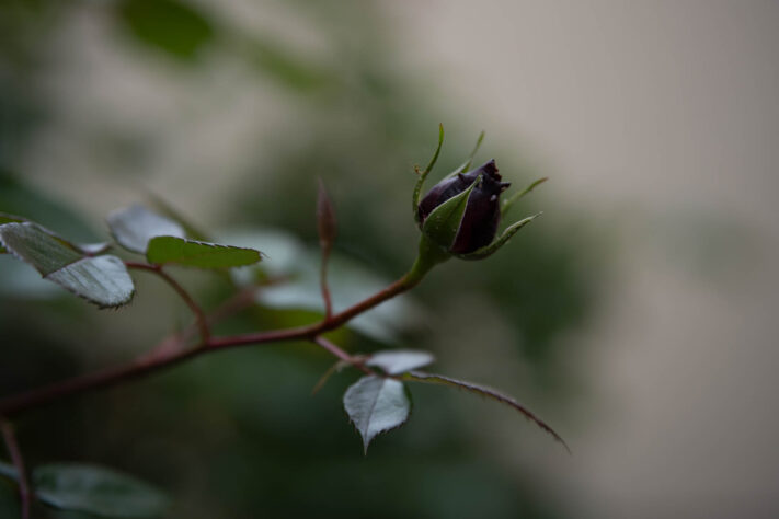 Meike AF 56mm 1.7 AIR Test 33
