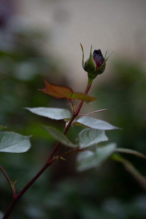 Meike AF 56mm 1.7 AIR Test 32