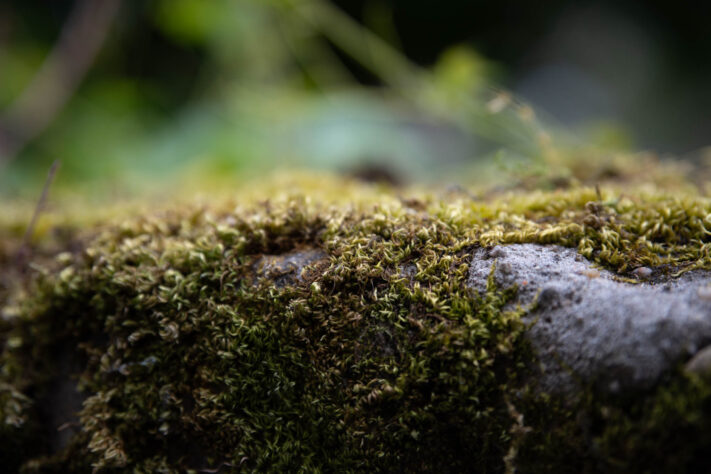 Meike AF 56mm 1.7 AIR Test 53