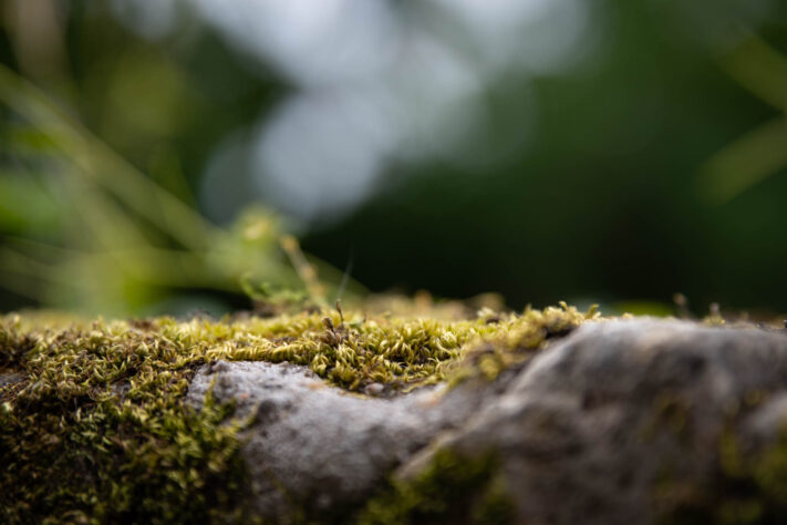 Meike AF 56mm 1.7 AIR Test 52