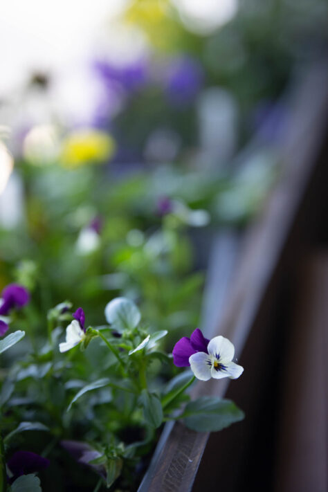 Meike AF 56mm 1.7 AIR Test 64
