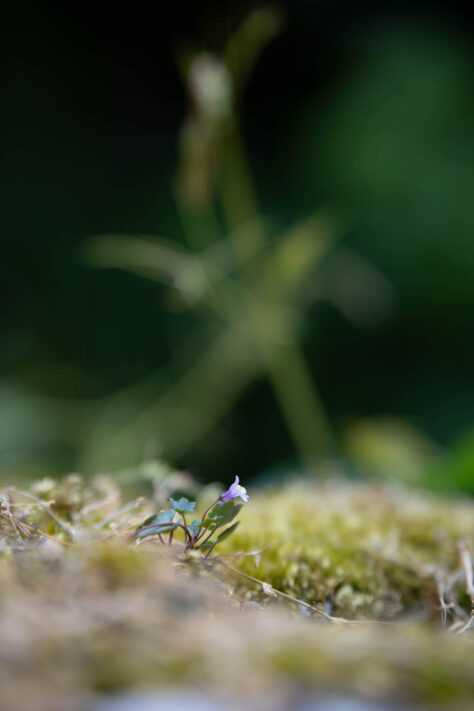 Meike AF 56mm 1.7 AIR Test 51