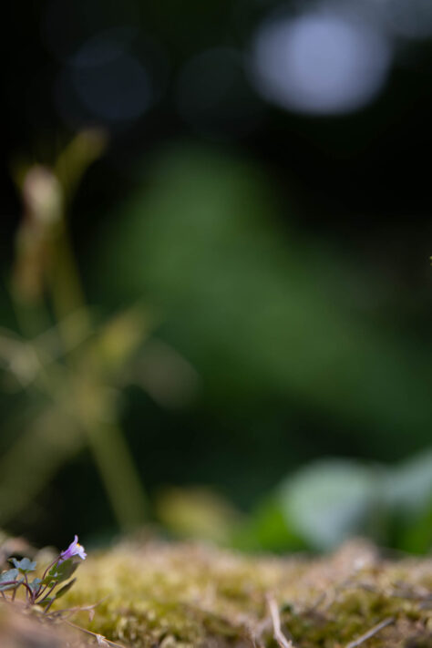Meike AF 56mm 1.7 AIR Test 50