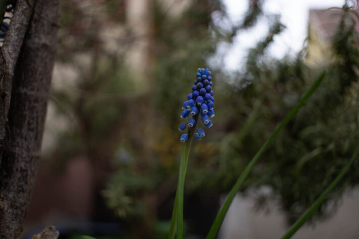SG-image 25mm 1.8 AF Test 36