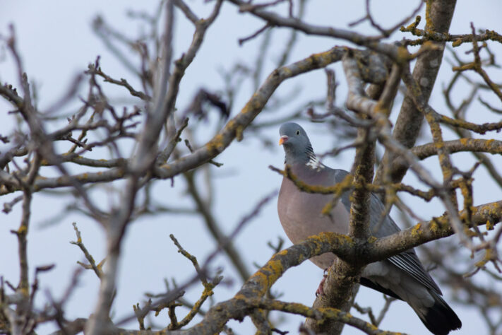 TTartisan 500mm f/6.3 Test: Was taugt das G&uuml;nstige Supertele f&uuml;r die Mondfotografie? 21