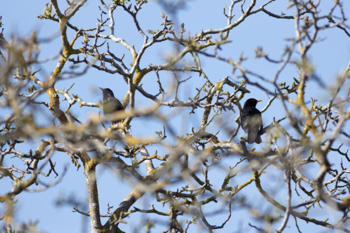 TTartisan 500mm f/6.3 Test: Was taugt das G&uuml;nstige Supertele f&uuml;r die Mondfotografie? 25