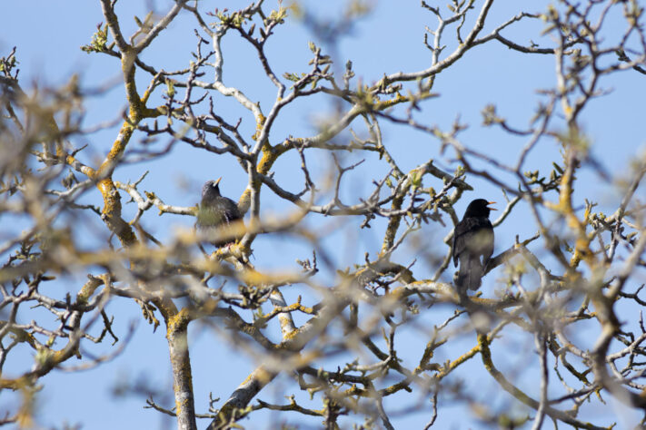 TTartisan 500mm f/6.3 Test: Was taugt das G&uuml;nstige Supertele f&uuml;r die Mondfotografie? 24