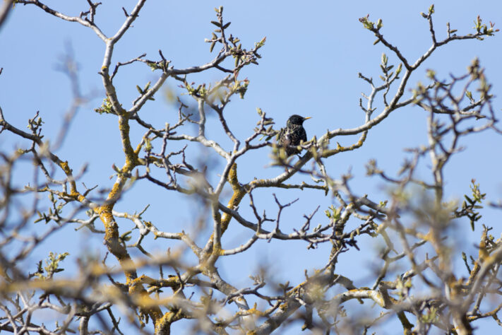 TTartisan 500mm f/6.3 Test: Was taugt das G&uuml;nstige Supertele f&uuml;r die Mondfotografie? 22