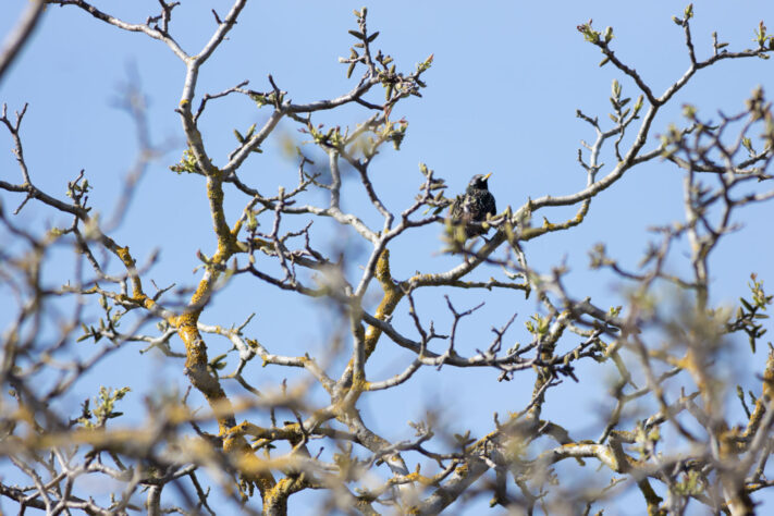 TTartisan 500mm f/6.3 Test: Was taugt das G&uuml;nstige Supertele f&uuml;r die Mondfotografie? 23