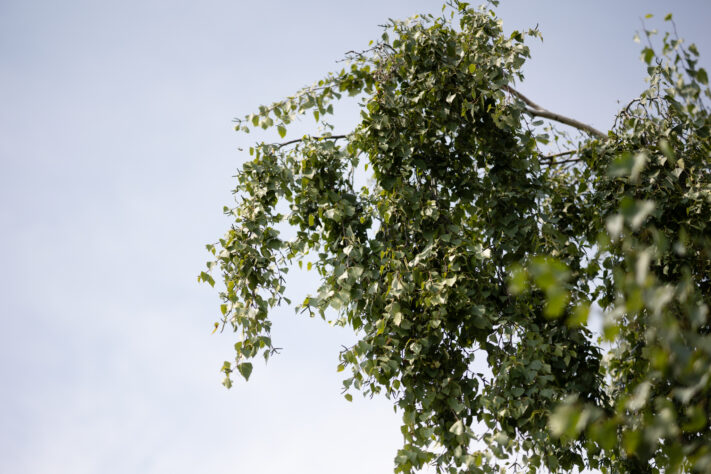 Vistilen 85mm 1.8 Pro Test 118