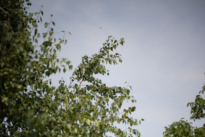 Vistilen 85mm 1.8 Pro Test 119
