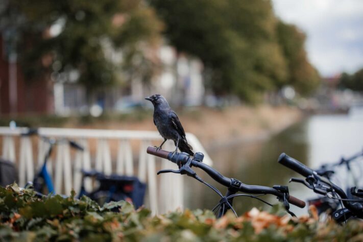 Vistilen 85mm 1.8 Pro Test 108