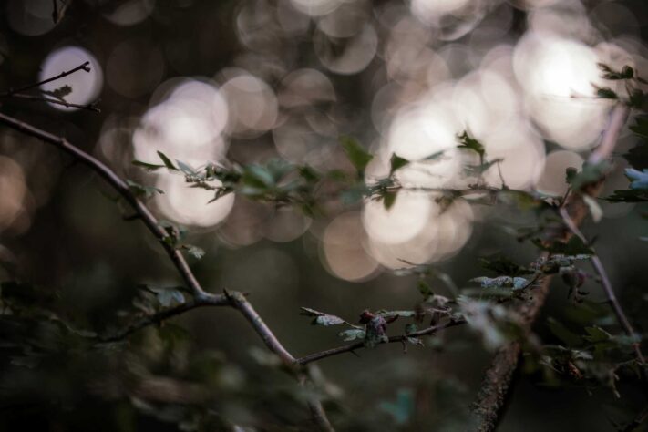 Vistilen 85mm 1.8 Pro Test 112