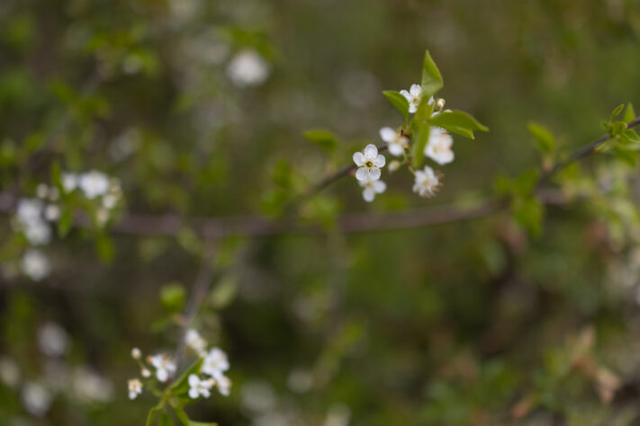 Canon RF 35mm f/1.4L VCM Test 100