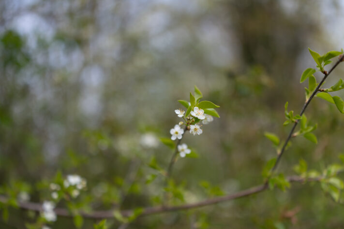 Canon RF 35mm f/1.4L VCM Test 101