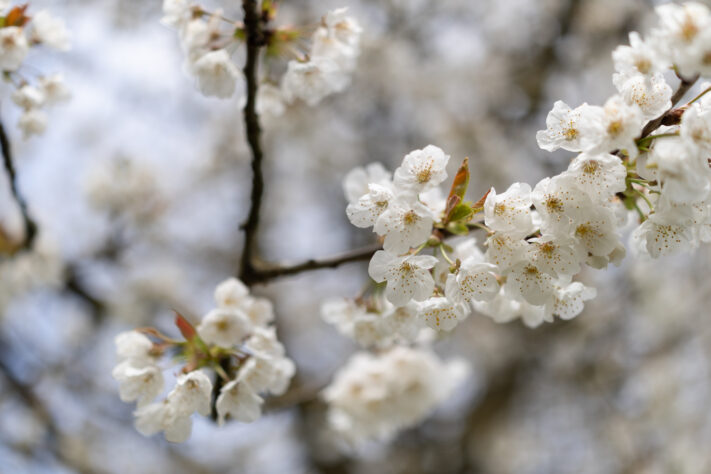 Canon RF 35mm f/1.4L VCM Test 103