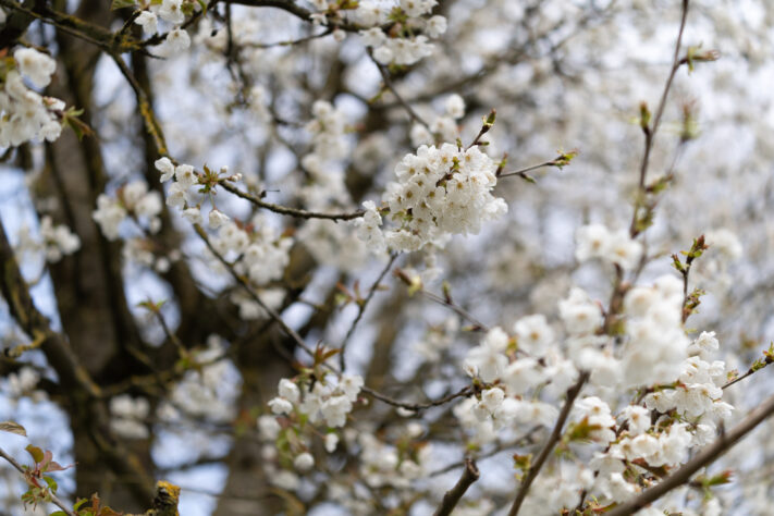 Canon RF 35mm f/1.4L VCM Test 84