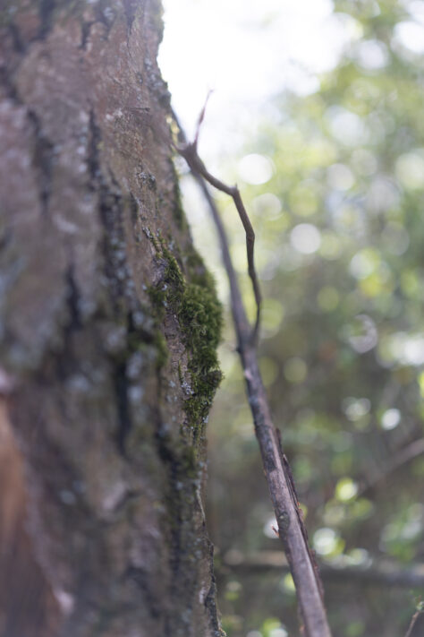 Canon RF 35mm f/1.4L VCM Test 89