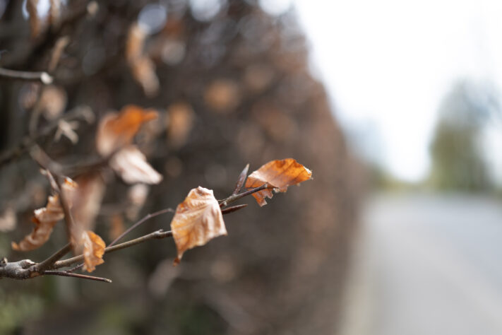 Canon RF 35mm f/1.4L VCM Test 96