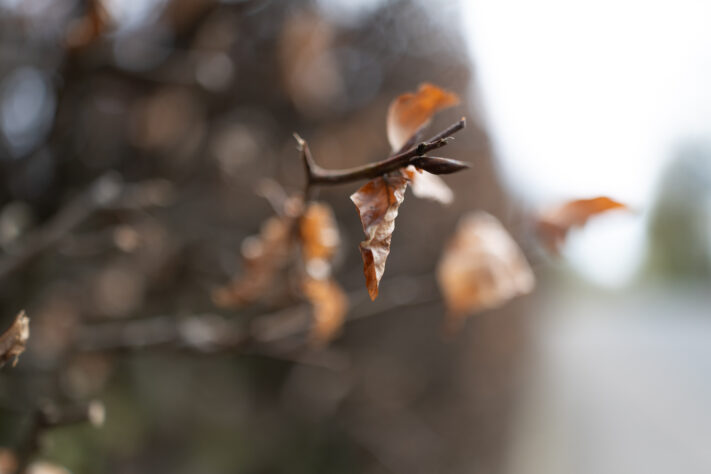 Canon RF 35mm f/1.4L VCM Test 98