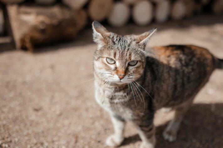 Canon RF 35mm f/1.4L VCM Test 57