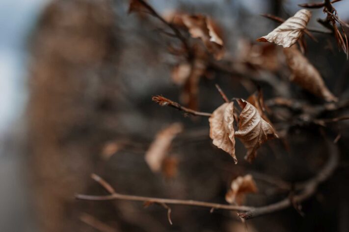 Canon RF 35mm f/1.4L VCM Test 58