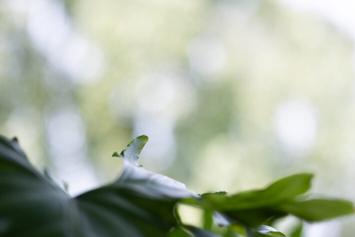 Vistilen 85mm 1.8 Pro Test 126