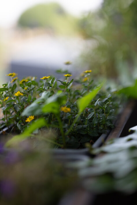 Vistilen 85mm 1.8 Pro Test 127