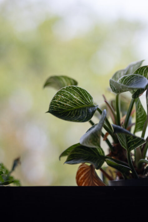 Vistilen 85mm 1.8 Pro Test 128
