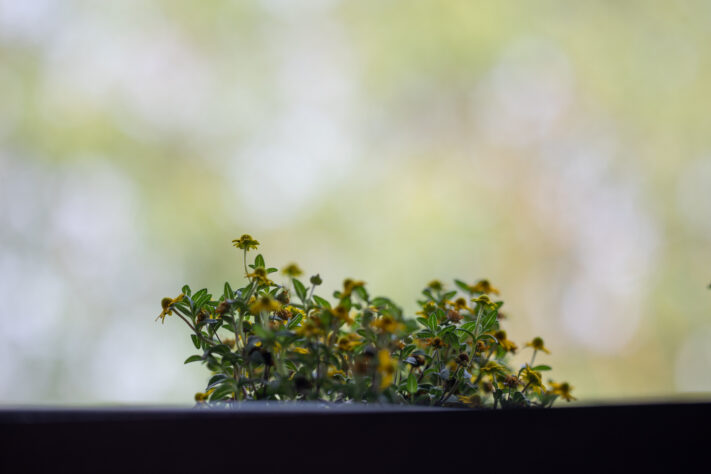 Vistilen 85mm 1.8 Pro Test 129