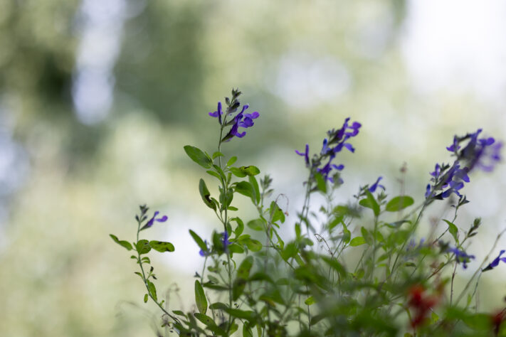 Vistilen 85mm 1.8 Pro Test 123