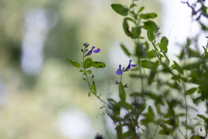Vistilen 85mm 1.8 Pro Test 124