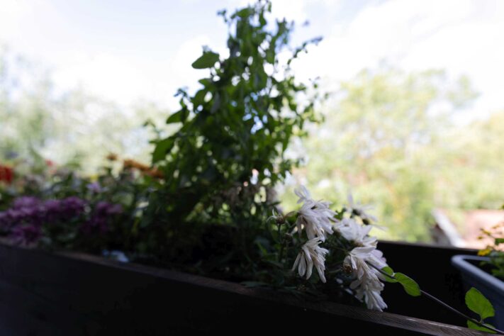 Canon RF 14mm f/1.4L VCM Test - bestes Astro Objektiv derzeit? 38