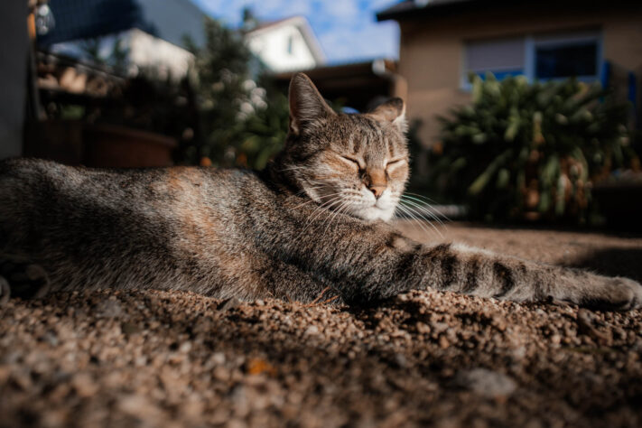 7Artisans 18mm 2.0 Test - Lichtstarkes APS-C Pancake 7