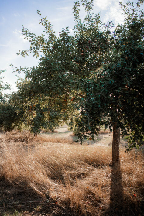7Artisans 18mm 2.0 Test - Lichtstarkes APS-C Pancake 24