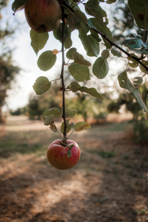 7Artisans 18mm 2.0 Test - Lichtstarkes APS-C Pancake 25