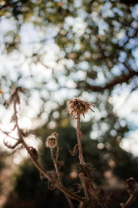7Artisans 18mm 2.0 Test - Lichtstarkes APS-C Pancake 26