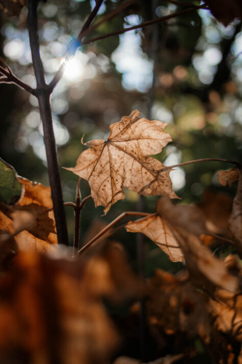 7Artisans 18mm 2.0 Test - Lichtstarkes APS-C Pancake 34