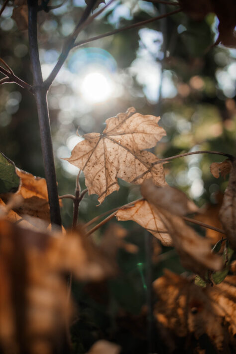 7Artisans 18mm 2.0 Test - Lichtstarkes APS-C Pancake 35