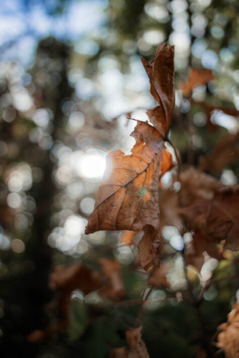 7Artisans 18mm 2.0 Test - Lichtstarkes APS-C Pancake 36