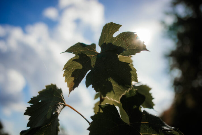 7Artisans 18mm 2.0 Test - Lichtstarkes APS-C Pancake 39