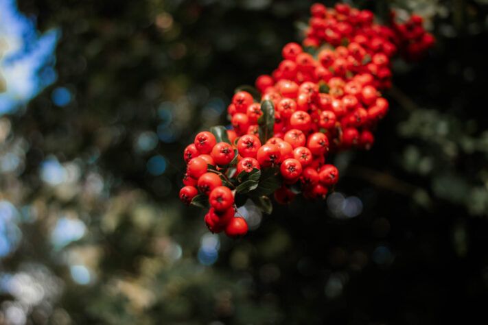 7Artisans 18mm 2.0 Test - Lichtstarkes APS-C Pancake 81